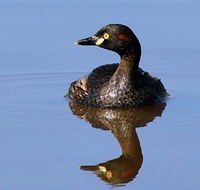 Panboola Wetlands - Accommodation Resorts