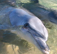 Dolphins of Monkey Mia - Accommodation Resorts