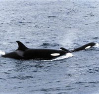 Killer Whale Trail - Accommodation Resorts