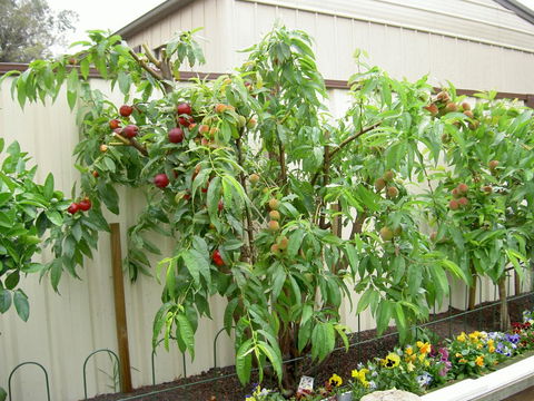 Fruit Salad Tree Company - Accommodation Resorts 4