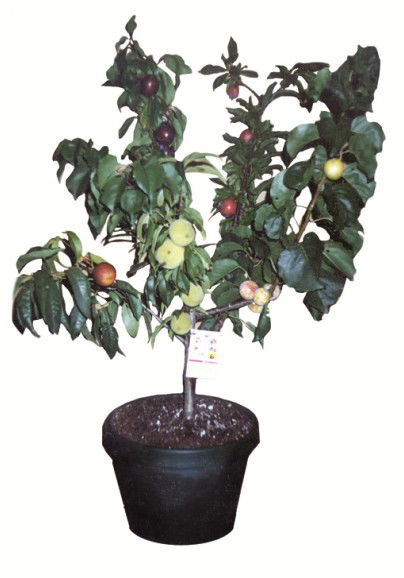 Fruit Salad Tree Company - Accommodation Resorts 5