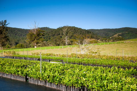 Fruit Salad Tree Company - Accommodation Resorts 6