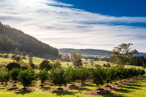 Fruit Salad Tree Company - Accommodation Resorts 7