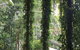 Sea Acres Rainforest Centre - thumb 1