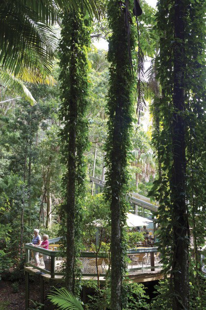 Sea Acres Rainforest Centre - Accommodation Resorts 1
