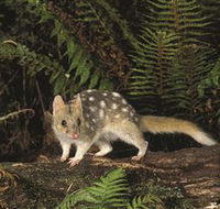 Tarkine Forest Reserve - Accommodation Resorts