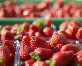  Accommodation Resorts