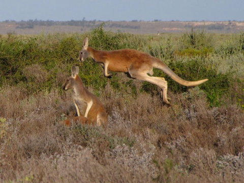 Echidna Walkabout Nature Tours - Accommodation Resorts 11