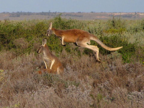Echidna Walkabout Nature Tours - Accommodation Resorts 12
