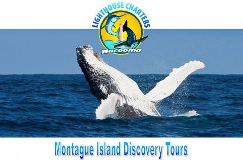 Lighthouse Charters Narooma - Accommodation Resorts 3