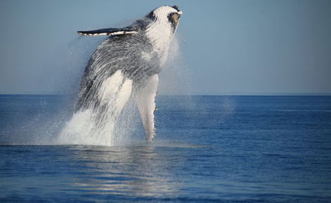 Absolute Ocean Charters - Accommodation Resorts 9