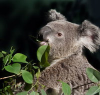 Koala Transfers - Accommodation Resorts