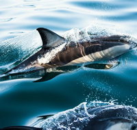 Dolphin Swim Australia - Accommodation Resorts