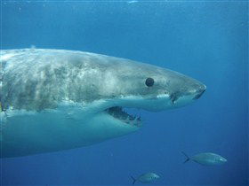 Goin' Off Safaris - Accommodation Resorts 3