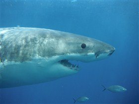 Goin' Off Safaris - Accommodation Resorts 5