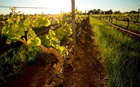 Kaesler Old Vine Vineyard Tour - Accommodation Resorts 0