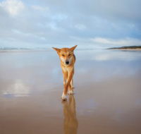 Fraser Island Adventure Tours - Accommodation Resorts