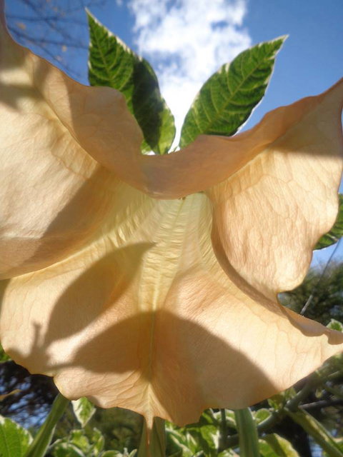 Marysworldart Bali Imports - Accommodation Resorts 1