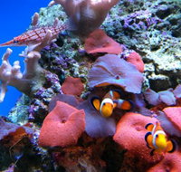 Tropical Marine Centre - Accommodation Resorts