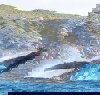 Jet Boat Whale Watching Safari from Dunsborough - Accommodation Resorts