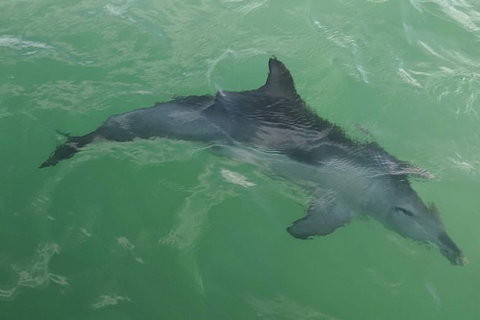 The Pirate Cruise In Mandurah On Viator - Accommodation Resorts 4