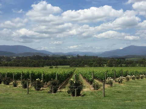 Yarra Valley Wine And Winery Tour From Melbourne - Accommodation Resorts 5