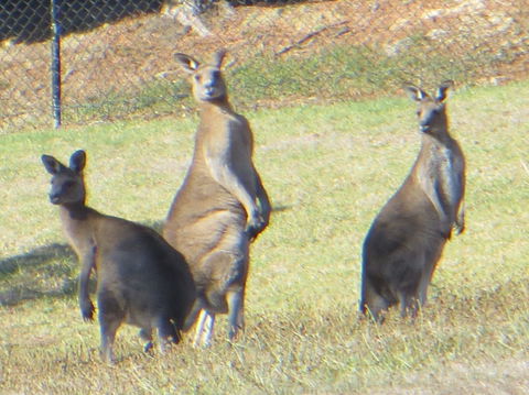 Yarra Valley Wine And Winery Tour From Melbourne - Accommodation Resorts 9