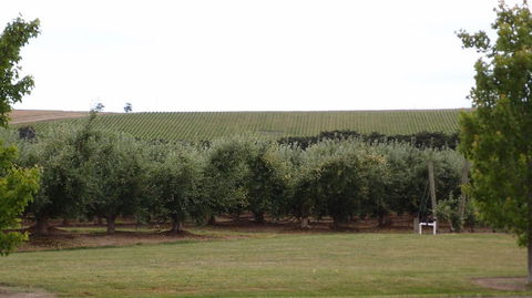 Yarra Valley Wine And Winery Tour From Melbourne - Accommodation Resorts 7