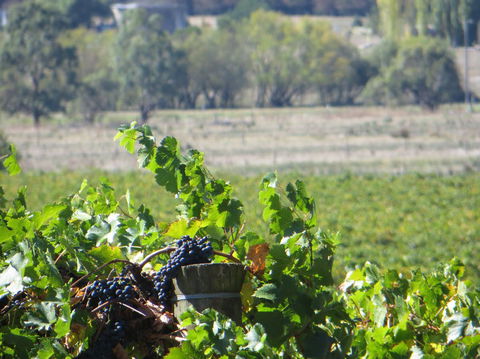 Yarra Valley Wine And Winery Tour From Melbourne - Accommodation Resorts 8