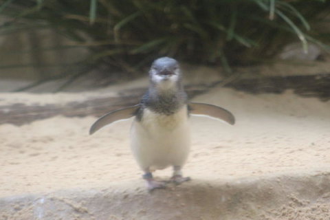 Phillip Island Ultimate Penguin Eco Tour Or Skybox Experience - Accommodation Resorts 3