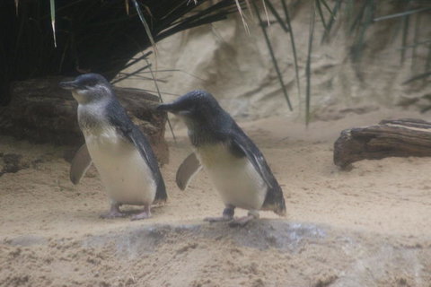 Phillip Island Ultimate Penguin Eco Tour Or Skybox Experience - Accommodation Resorts 2