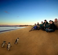 Phillip Island Ultimate Penguin Eco Tour or Skybox Experience - Accommodation Resorts