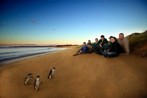 Phillip Island Ultimate Penguin Eco Tour Or Skybox Experience - Accommodation Resorts 0