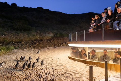 Phillip Island Ultimate Penguin Eco Tour Or Skybox Experience - Accommodation Resorts 1