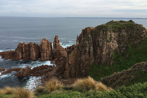 Phillip Island Walking & Bird Watching Tour - Accommodation Resorts 8