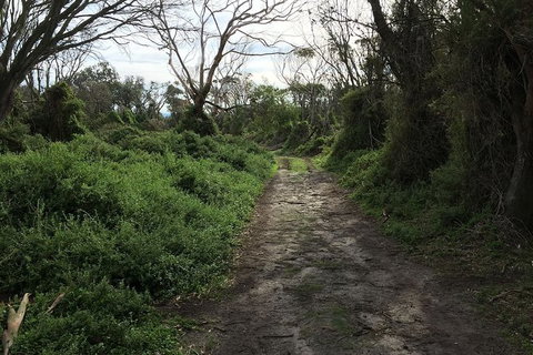Phillip Island Walking & Bird Watching Tour - Accommodation Resorts 10