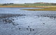 Phillip Island Walking & Bird Watching Tour - thumb 6