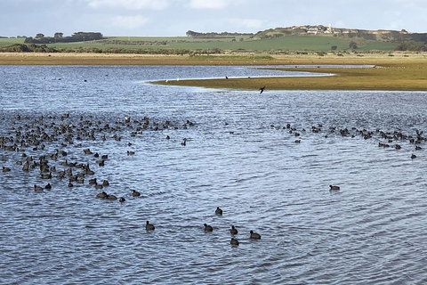 Phillip Island Walking & Bird Watching Tour - Accommodation Resorts 6