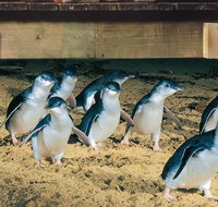Half Day Phillip Island Penguin Parade PLUS Tour - Accommodation Resorts