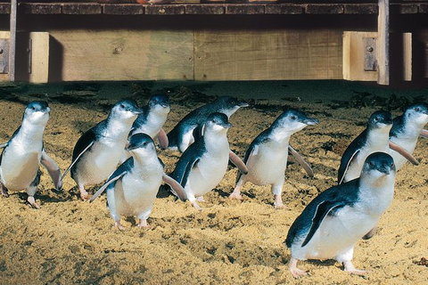 Half Day Phillip Island Penguin Parade PLUS Tour - Accommodation Resorts 0