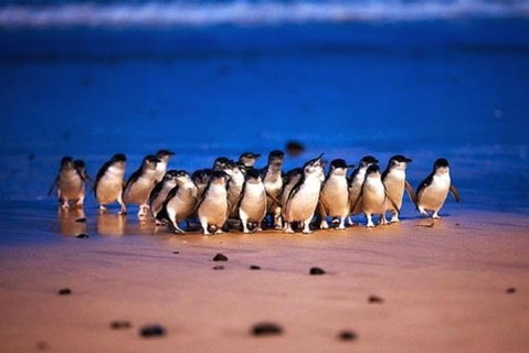 Half Day Phillip Island Penguin Parade PLUS Tour - Accommodation Resorts 1