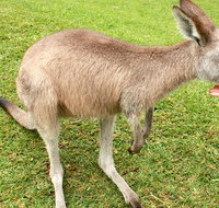 2 Day Exclusively Private Tour Of Phillip Island  The Penguin Parade - Accommodation Resorts