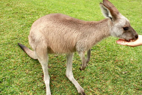 2 Day Exclusively Private Tour Of Phillip Island & The Penguin Parade - Accommodation Resorts 0