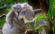 2 Day Exclusively Private Tour Of Phillip Island & The Penguin Parade - thumb 4