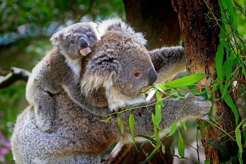 2 Day Exclusively Private Tour Of Phillip Island & The Penguin Parade - Accommodation Resorts 4