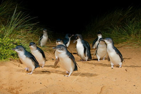 2 Day Exclusively Private Tour Of Phillip Island & The Penguin Parade - Accommodation Resorts 7