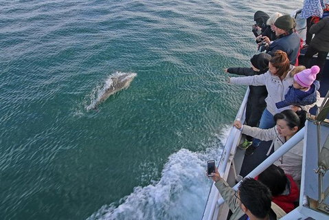 Phillip Island Whale Watching Tour - Accommodation Resorts 1