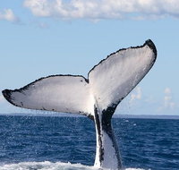 Phillip Island Whale Watching Tour - Accommodation Resorts