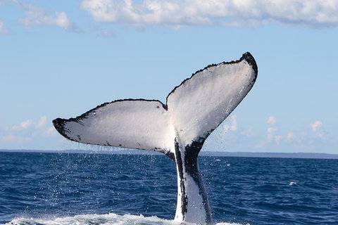 Phillip Island Whale Watching Tour - Accommodation Resorts 0