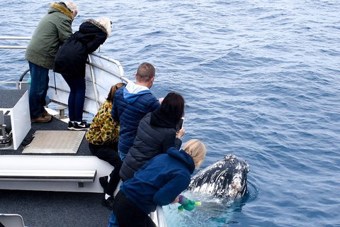 Phillip Island Whale Watching Tour - Accommodation Resorts 7